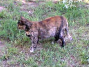 kitty6-3-08.jpg