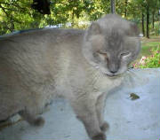 smokey16yearsold7-30-08.jpg